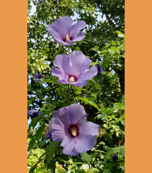 Hibiskusblüten im Garten