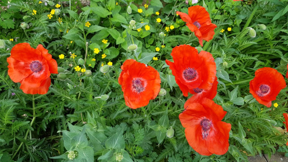 Mohnblumen im Garten