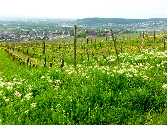 Aussicht auf den Rhein