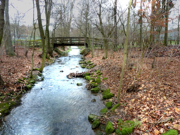 Wald nahe St. Bonifatiuskloster